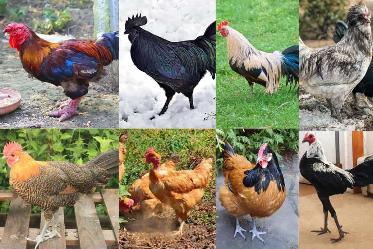 Choosing the Right Poultry Breeds