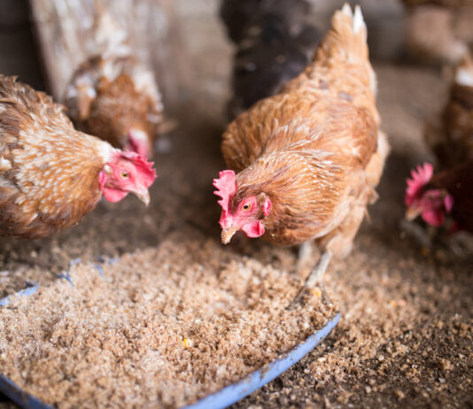 From Coop to Table A Comprehensive Guide to Raising Healthy Poultry