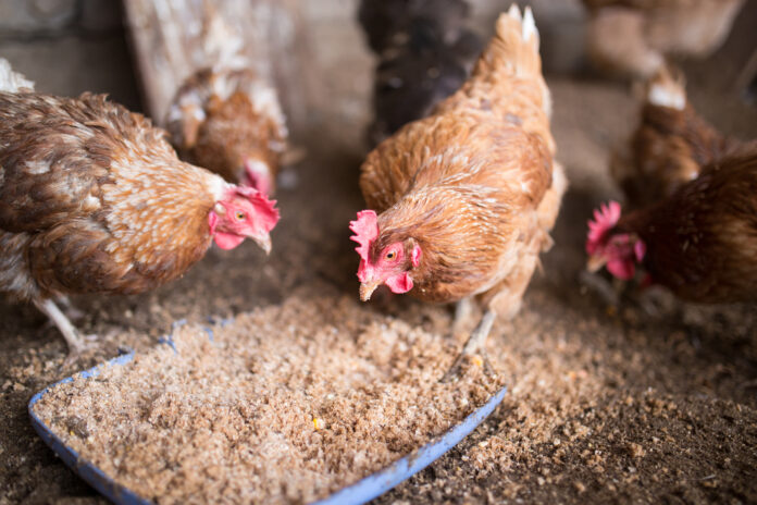 From Coop to Table A Comprehensive Guide to Raising Healthy Poultry