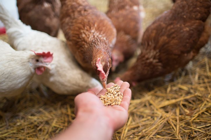 Chicken Feed FAQs