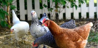 Cluck-Worthy Choices: Exploring the World of Chicken Feed for Happy Hens