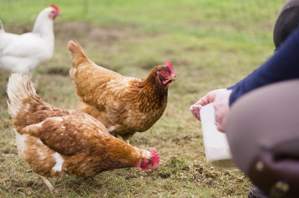 Essential Nutrients for Healthy Hens