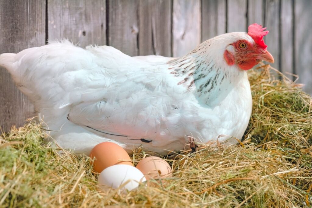 Supplements to Enhance Egg Quality